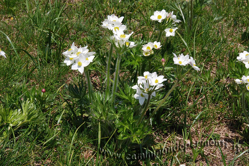 39 Sentiero Rifugio Capanna 2000.JPG